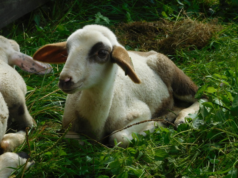 Farma Pružina Salaš Ovce