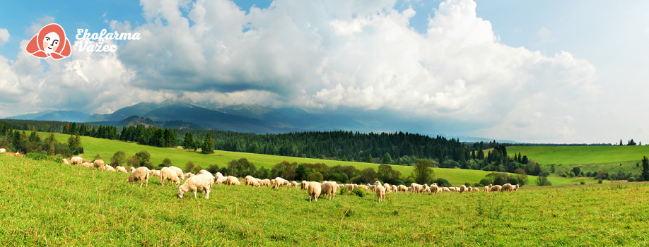 EKO farma Važec tradičné slovenské BIO výrobky z kravského a ovčieho mlieka