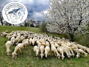 Agrofarma Dianiška Tisovec, výroba ovčích syrov a mliečnych výrobkov