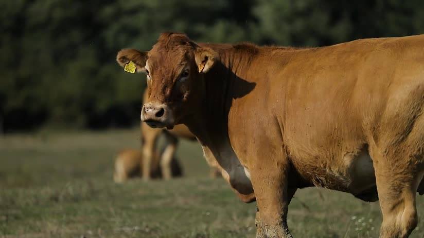 Krava & Co bola založená ako rodinná firma, hovädzí dobytok „Limousin“.
